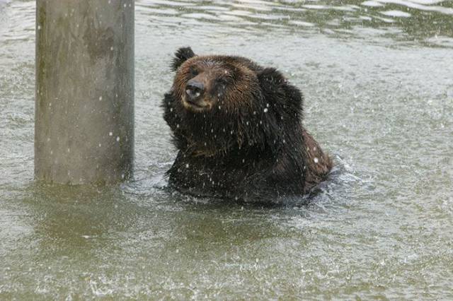 Brown Bear Finally Freed From A Metal Vest Around Her Abdomen