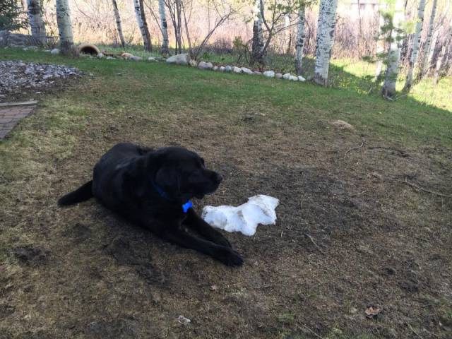 Black Lab Is Having A Hard Time Letting Winter Go