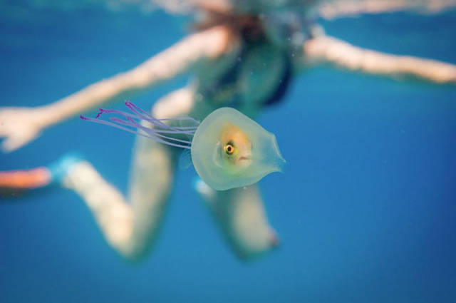 One Of A Kind Photo Shows A Fish Trapped Inside A Jellyfish