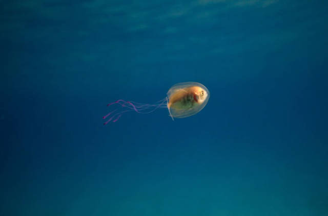 One Of A Kind Photo Shows A Fish Trapped Inside A Jellyfish