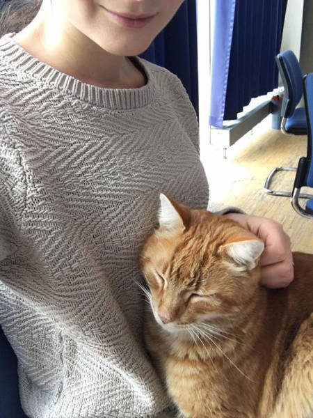 A Cat Comes To University Everyday To Give Out Hugs To Students