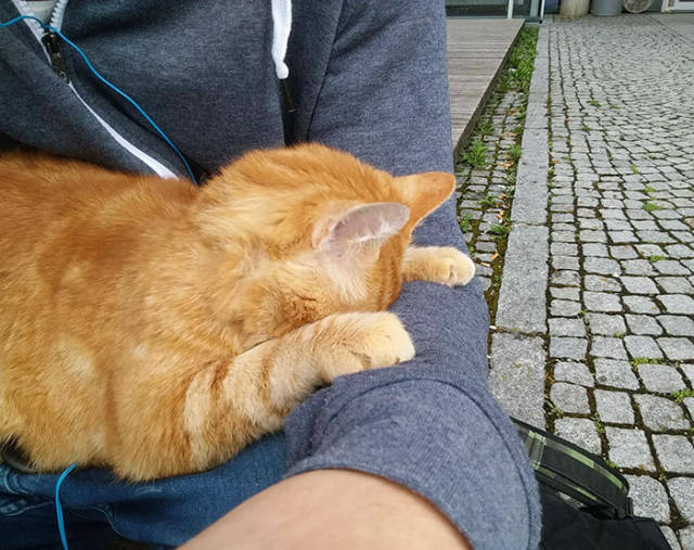 A Cat Comes To University Everyday To Give Out Hugs To Students