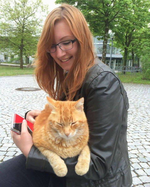 A Cat Comes To University Everyday To Give Out Hugs To Students