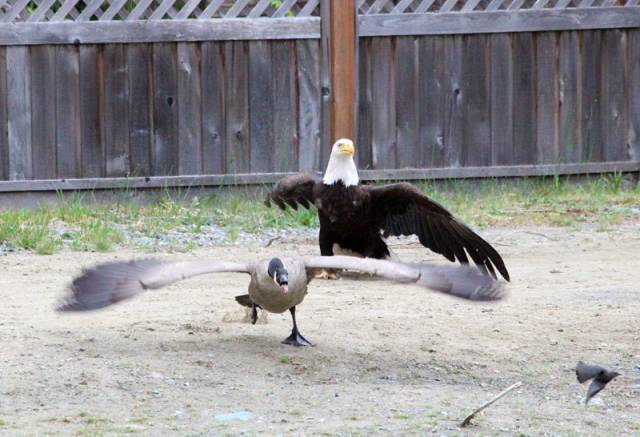 A Bald Eagle vs Canada Goose