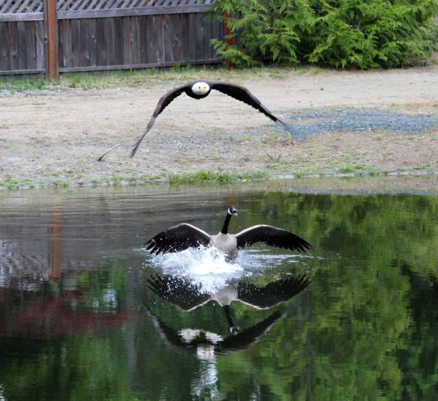A Bald Eagle vs Canada Goose