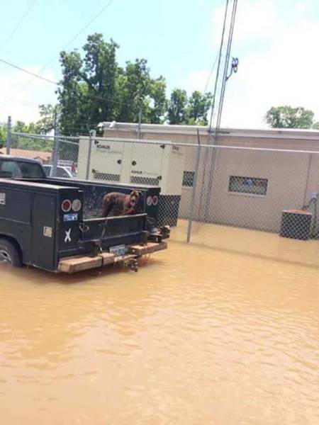 Father And Son Teamed Up To Rescue Abandoned Animals From Flood Waters In Texas