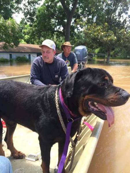 Father And Son Teamed Up To Rescue Abandoned Animals From Flood Waters In Texas