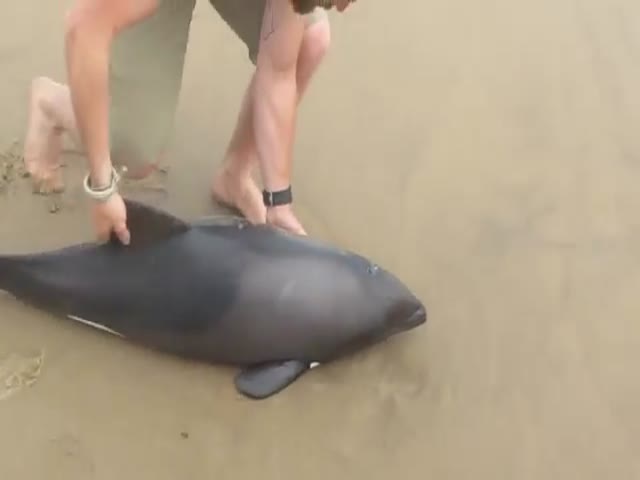 Kayak Tour Guide Spotted A Stranded Baby Benguela Dolphin On The Beach And Leaped Into Action