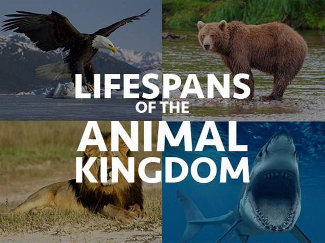 How Long Some Of Our Favorite Animals Live To Be?