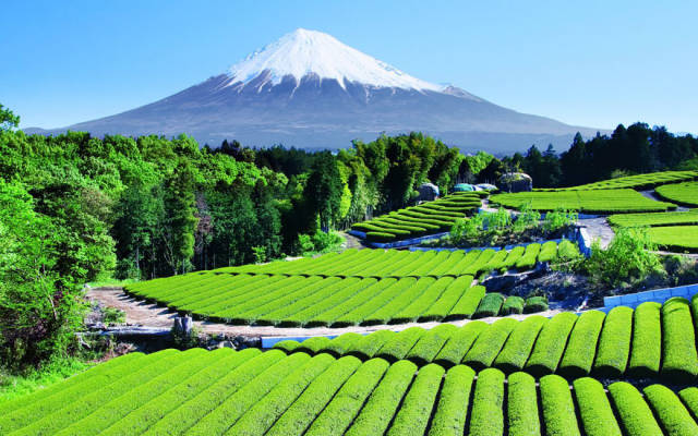 Why Japan Should Be On The Top Of Your Travel Bucket List