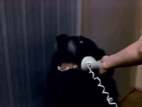 Hello. Yes, This is Dog