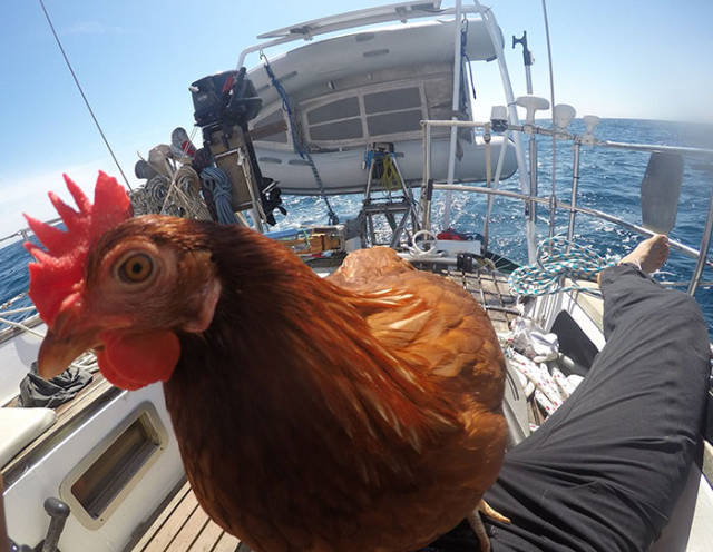 The Fascinating Adventures Of A Frenchman And A Hen Sailing Together Around The World