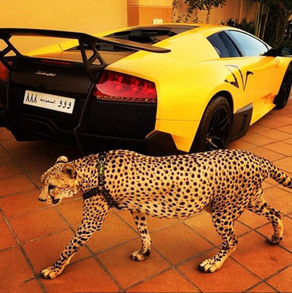 The Filthy Rich Like To Flaunt Pictures Of Their Exotic Pets Online