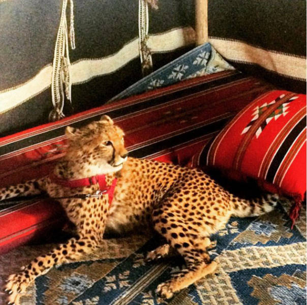 The Filthy Rich Like To Flaunt Pictures Of Their Exotic Pets Online