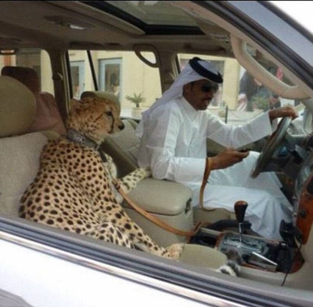 The Filthy Rich Like To Flaunt Pictures Of Their Exotic Pets Online The Filthy Rich Like To Flaunt Pictures Of Their Exotic Pets Online