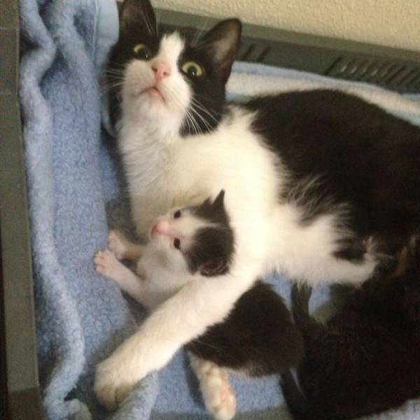 These Pictures Of Animals Show Exactly What It’s Like To Be A Mom