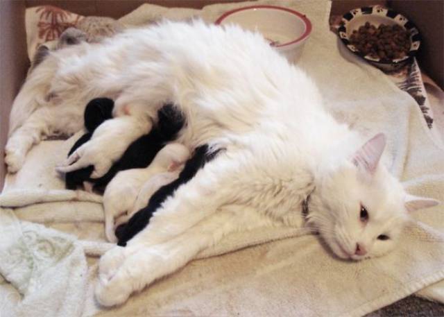 These Pictures Of Animals Show Exactly What It’s Like To Be A Mom