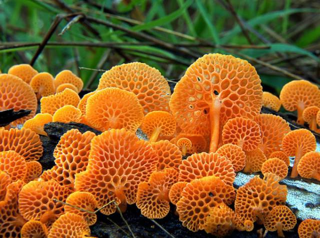 A Fascinating And Colorful World Of Mushrooms