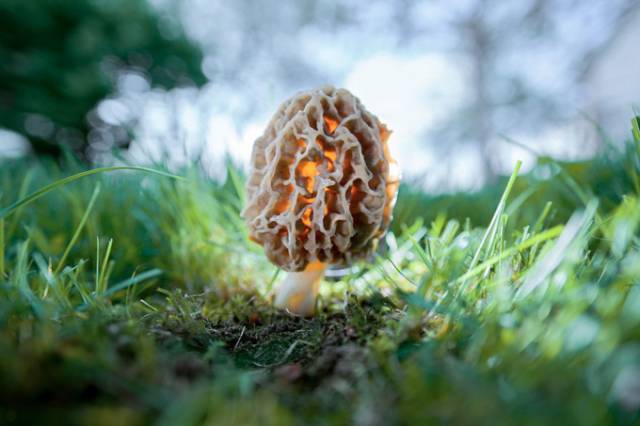 A Fascinating And Colorful World Of Mushrooms