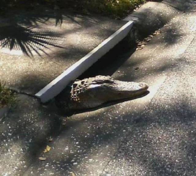 This Can Happen Only In Florida