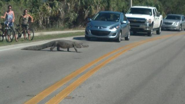 This Can Happen Only In Florida