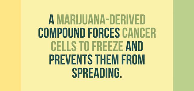 Interesting Weed Facts You Didn’t Know About
