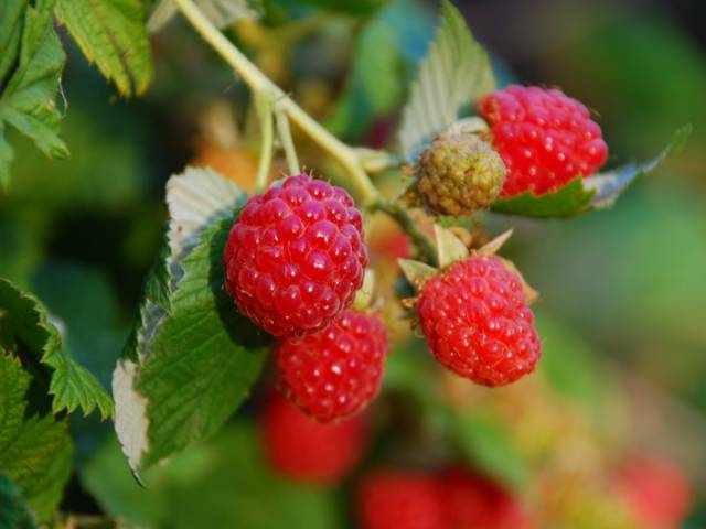17 Berries Ranked According To Their Nutritious Benefits