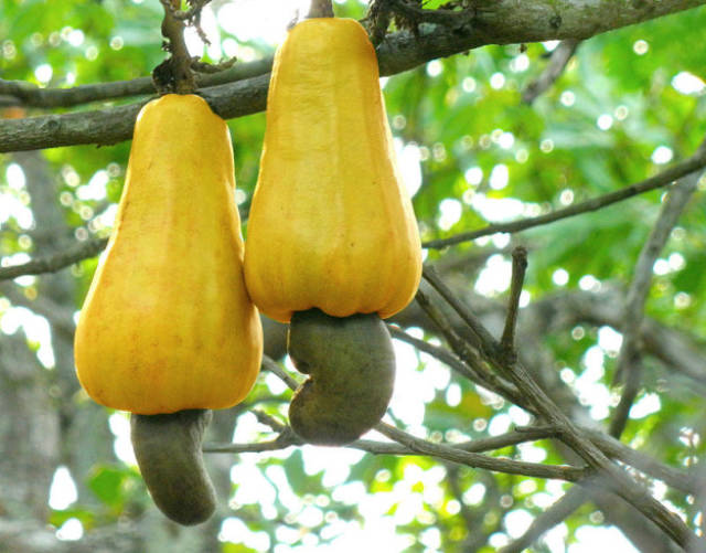 You Probably Didn’t Know That These Fruits And Vegetables Grow Like This