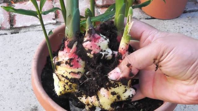 You Probably Didn’t Know That These Fruits And Vegetables Grow Like This