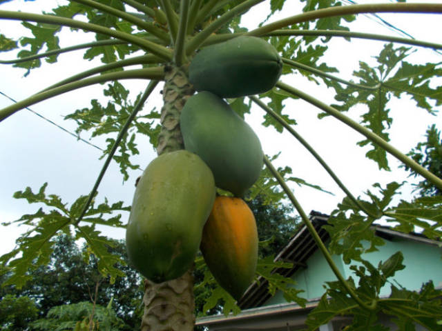 You Probably Didn’t Know That These Fruits And Vegetables Grow Like This