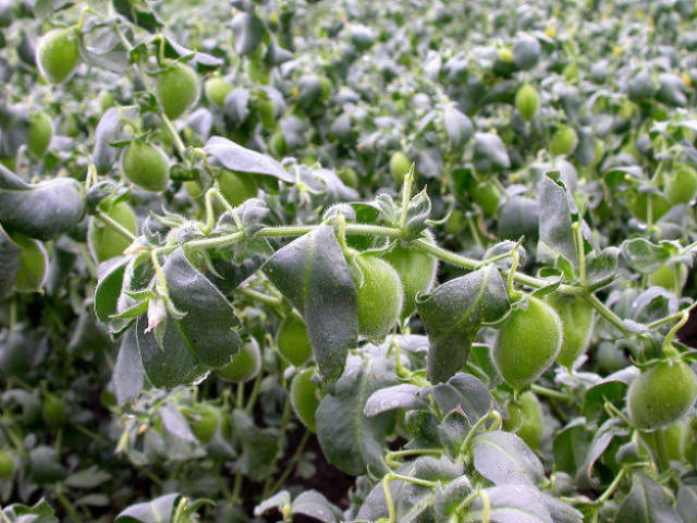 You Probably Didn’t Know That These Fruits And Vegetables Grow Like This