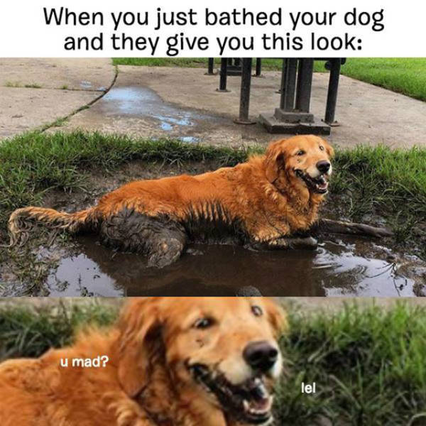 Anyone Who Has A Dog Can Relate To This