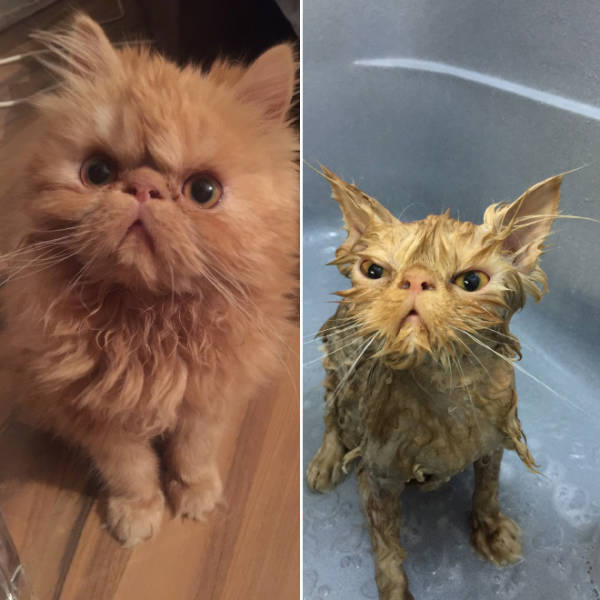 Hilarious Faces Of Animals Before And After Bath