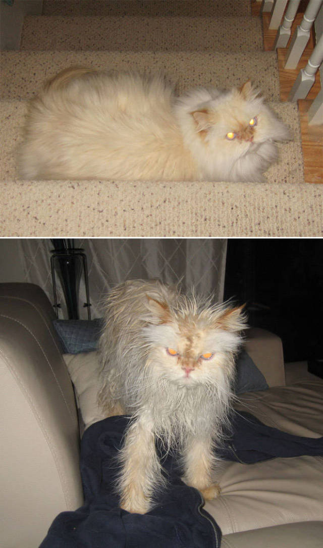 Hilarious Faces Of Animals Before And After Bath