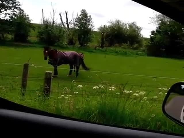 Horse Rocking Out To The Sounds Of Heavy Metal