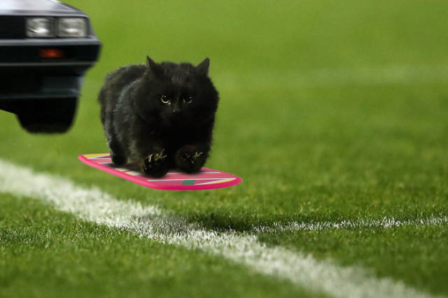 Photogenic Cat Invades A Rugby Game And Sparks A Great Photoshop Battle On The Internet