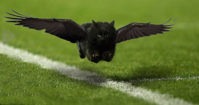 Photogenic Cat Invades A Rugby Game And Sparks A Great Photoshop Battle On The Internet