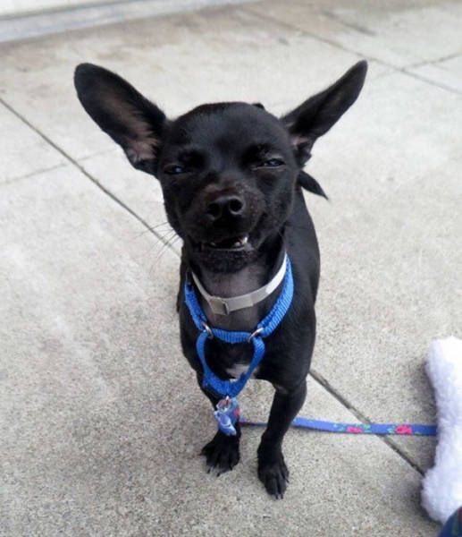 This Adorable Goofy Dog Completely Nails His “Adopt Me” Photoshoot