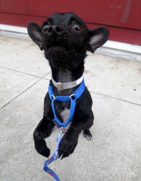 This Adorable Goofy Dog Completely Nails His “Adopt Me” Photoshoot