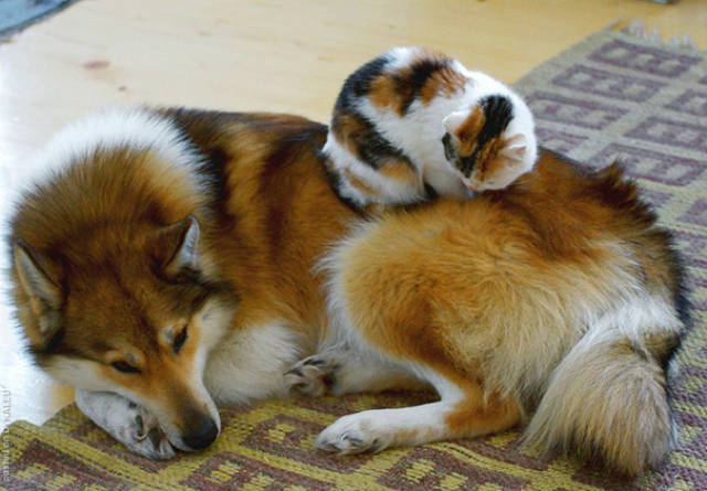 Animal Brothers Who Have Different Mothers