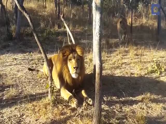 A Lion Gets Startled By A Lioness
