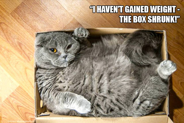 Cats And Their Mysterious Obsession With Boxes