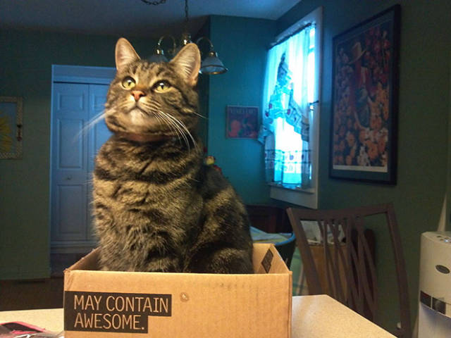 Cats And Their Mysterious Obsession With Boxes