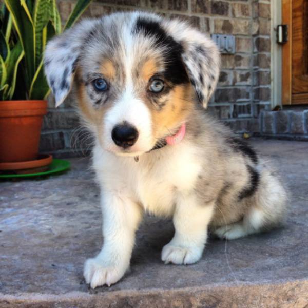 These Cute Corgi Mix Dogs And Puppies Will Melt Your Heart