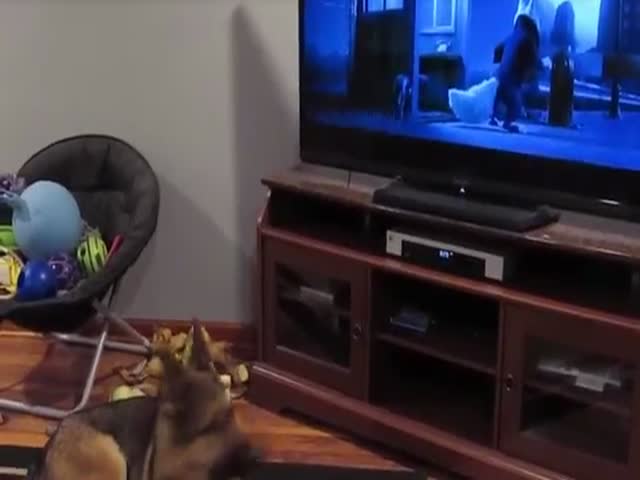 German Shepherd Watching Zootopia.There’s Still A Little Wolf In Him