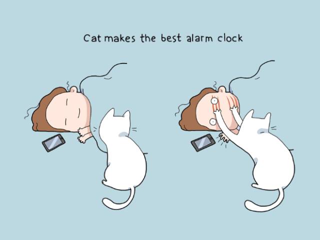 You NEED To Have A Cat Because…