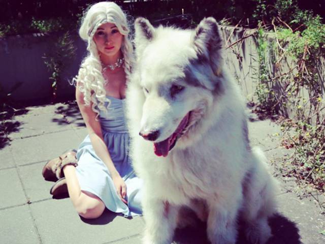 Wow, There’s Actually A Real Direwolf Out There! Kind Of…