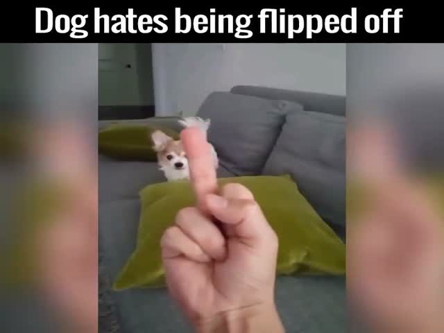 Little Angry Dog Vs. The Middle Finger