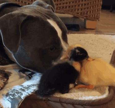 This Is What It’s Like To Live With Four Dogs, A Cat And Two Ducklings