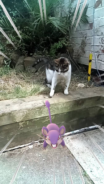 Apparently, Animals Can See Pokemons Too